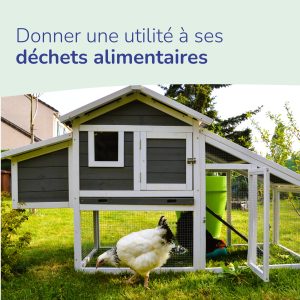 semoctom photo poule devant petit poulailler de jardin