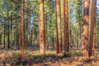 Photo d'une forêt de pins
