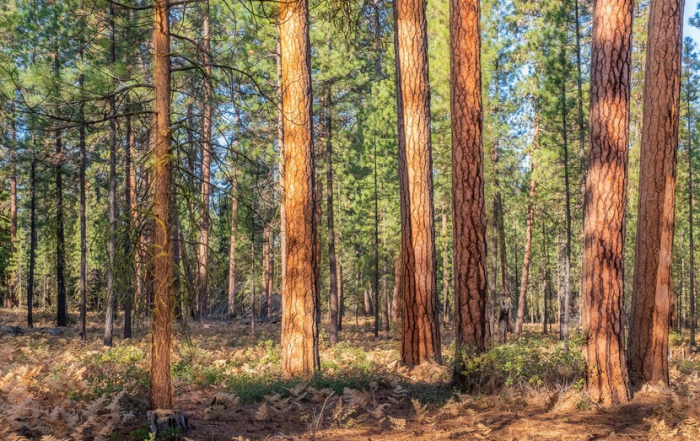 Photo d'une forêt de pins